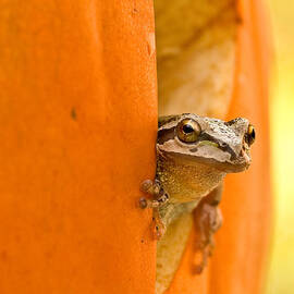 Halloween surprise  by Jean Noren