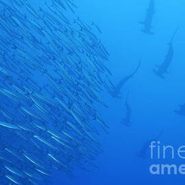 Hammerhead sharks by school of fishes by Sami Sarkis Photography