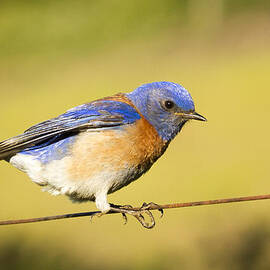 Hang On by Jean Noren