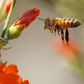 Hangin Six by Joe Schofield