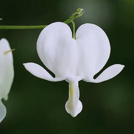 Hanging out Front by Rona Black