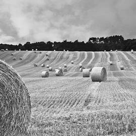 Harvest in black and white by Georgia Clare