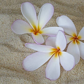 Hawaiian Tropical Plumeria by Susan Candelario