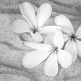 Hawaiian Tropical Plumeria BW by Susan Candelario