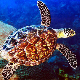 Hawksbill by Jean Noren