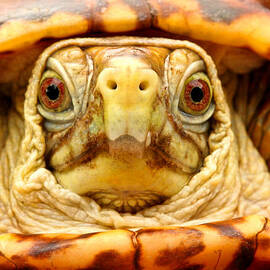 Head shot by Jean Noren