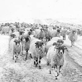 Heading for Home by Janet Burdon