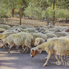 Heard of Sheep by Stefano Senise