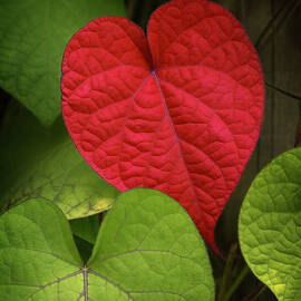 Heart To Take by Philippe Sainte-laudy Photography