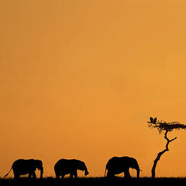 Herd Of Elephants And Vultures At by Mike Hill