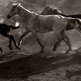 Herd Of Horse Running by Okeyphotos