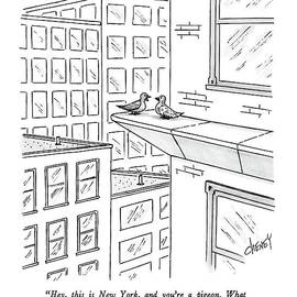 Hey, This Is New York, And You're A Pigeon.  What by Tom Cheney