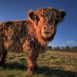 Highland Calf by Paul Baggaley