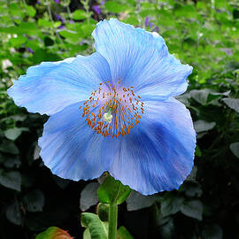 Himalayan Blue Poppy by Richard Reeve