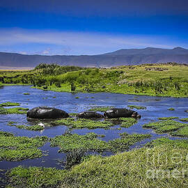 Hippo Family by Darcy Michaelchuk