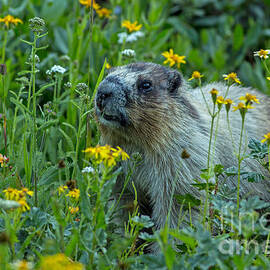 Hoary Marmot in Glacier National Park by Natural Focal Point Photography