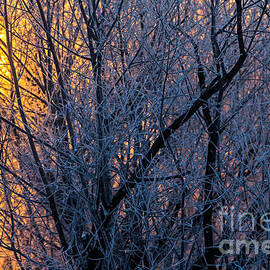 Hokkaido Rising Winter Sun by Natural Focal Point Photography