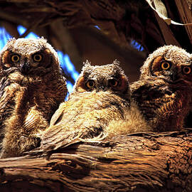 Hoo Are You by Beth Sargent