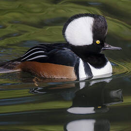 Hooded Merganser Duck by Susan Candelario