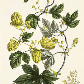 Hop Vine From The Young Landsman by Matthias Trentsensky