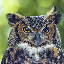 Horned Owl Up Close by Bill and Linda Tiepelman
