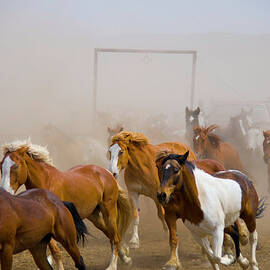 Horse Drive, Horses Returning To The by Donovan Reese