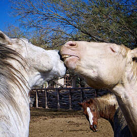 Horse Emotion by Mary Lee Dereske