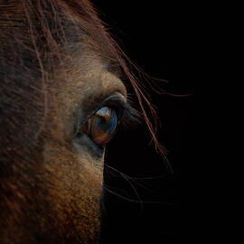 Horse Eye by By Ana Gassent