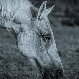 Horse Grazing BW by David Morefield