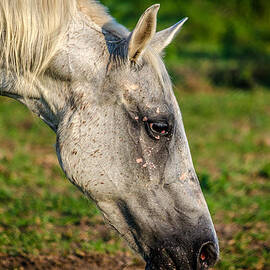 Horse Grazing by David Morefield