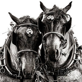 Horse Power by Olivier Le Queinec