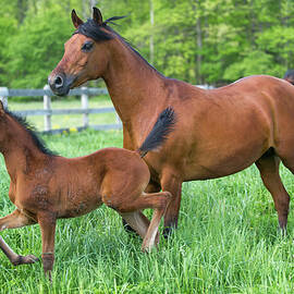 Horses In High Green Grass Pasture by Catnap72