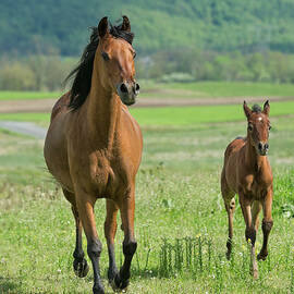 Horses Running In Summer Pasture, Mare by Catnap72