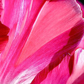 Hot Pink by Rona Black