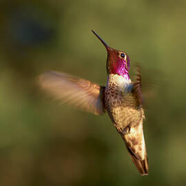 Hovering Hummer by Jean Noren