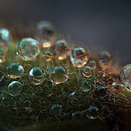 How  Bizzahh by Joe Schofield