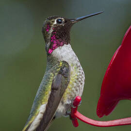 Humming Bird by Jean Noren