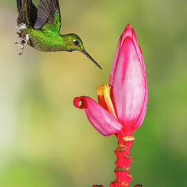 Hummingbird , Green-crowned Brilliant by Kencanning