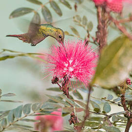 Hummingbird in Costa Rica by Natural Focal Point Photography