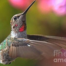 Hummingbird Intensity by Adam Jewell