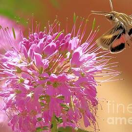 Hummingbird Moth by Adam Jewell