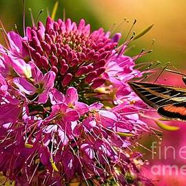 Hummingbird Moth At Grand Canyon by Adam Jewell