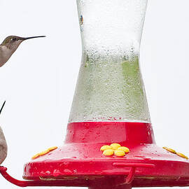 Hummingbirds at Wyalusing State Park in Wisconsin by Natural Focal Point Photography