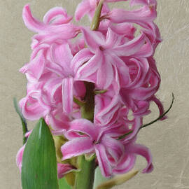 Hyacinth Pink by Jeffrey Kolker