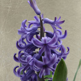 Hyacinth Purple by Jeffrey Kolker