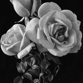 Hybrid Tea California Roses by Edwin T. Merchant