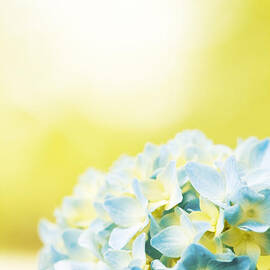Hydrangea by Carolyn Cochrane