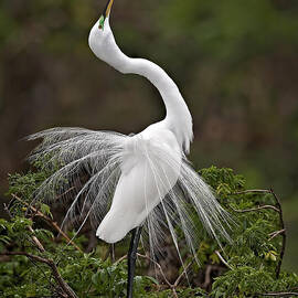 I Feel Pretty by Susan Candelario