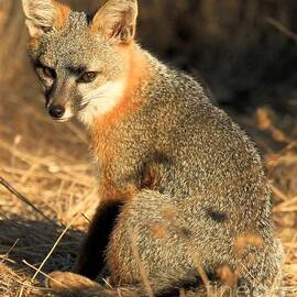 I Will Pee On Your Picnic Table by Adam Jewell