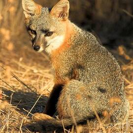 I Will Steal Your Food by Adam Jewell